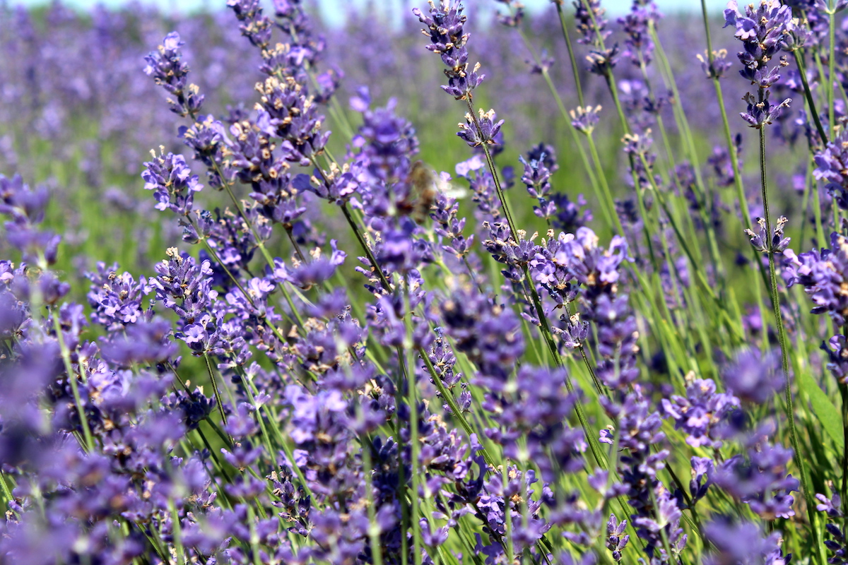 Rayher Colore Per Vetro Lavanda 20ml – Vernice Trasparente Per Decorazioni Creative